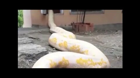 Biggest Python In The World / Ular Piton Terbesar Di Dunia - AnimalLover #shorts #shortsvideo