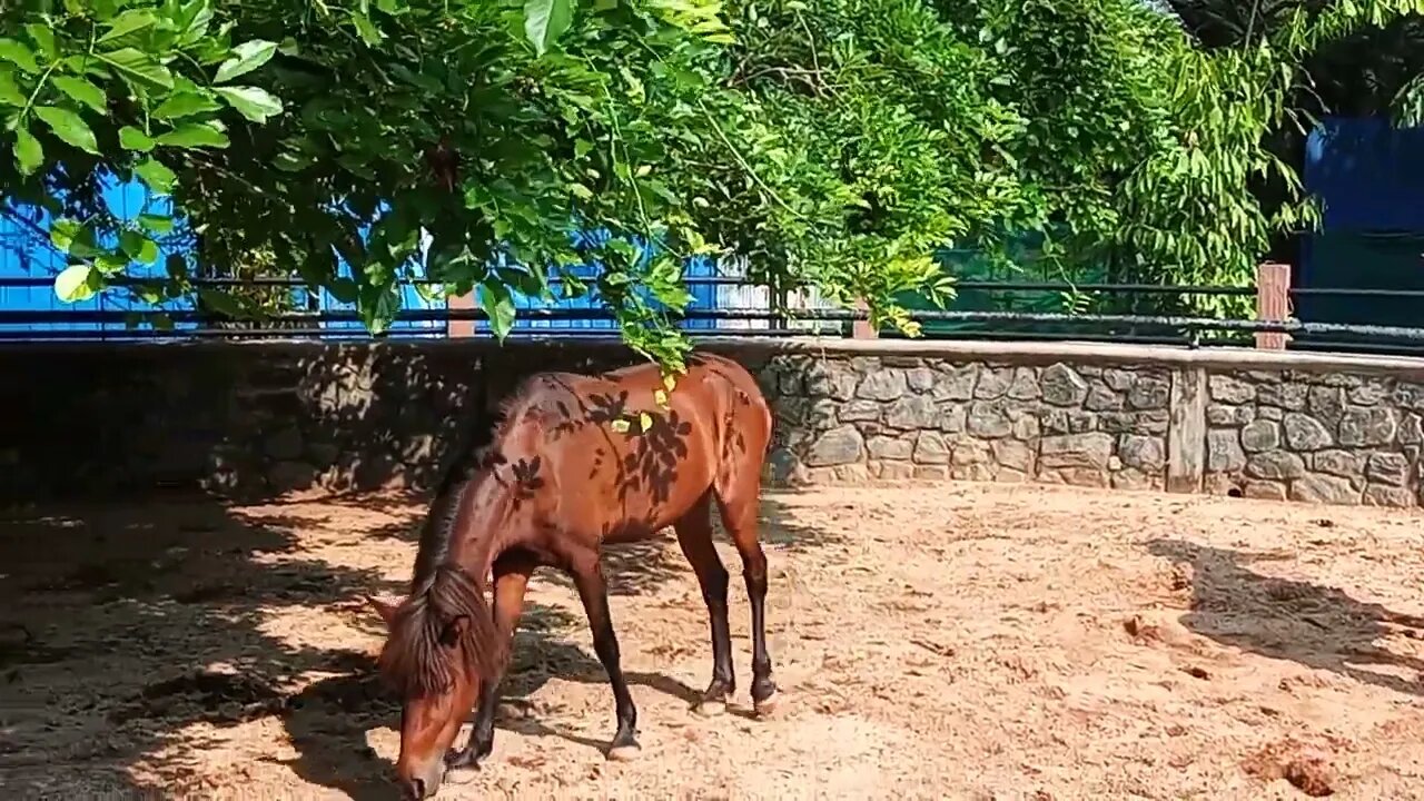 Close up with two horses.☺️🥰