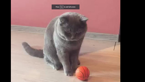 Cat demonstrates talent for sports