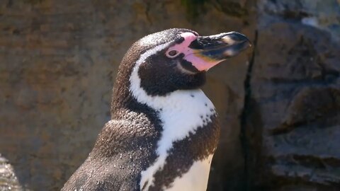 There are many penguins in the Sea World.17