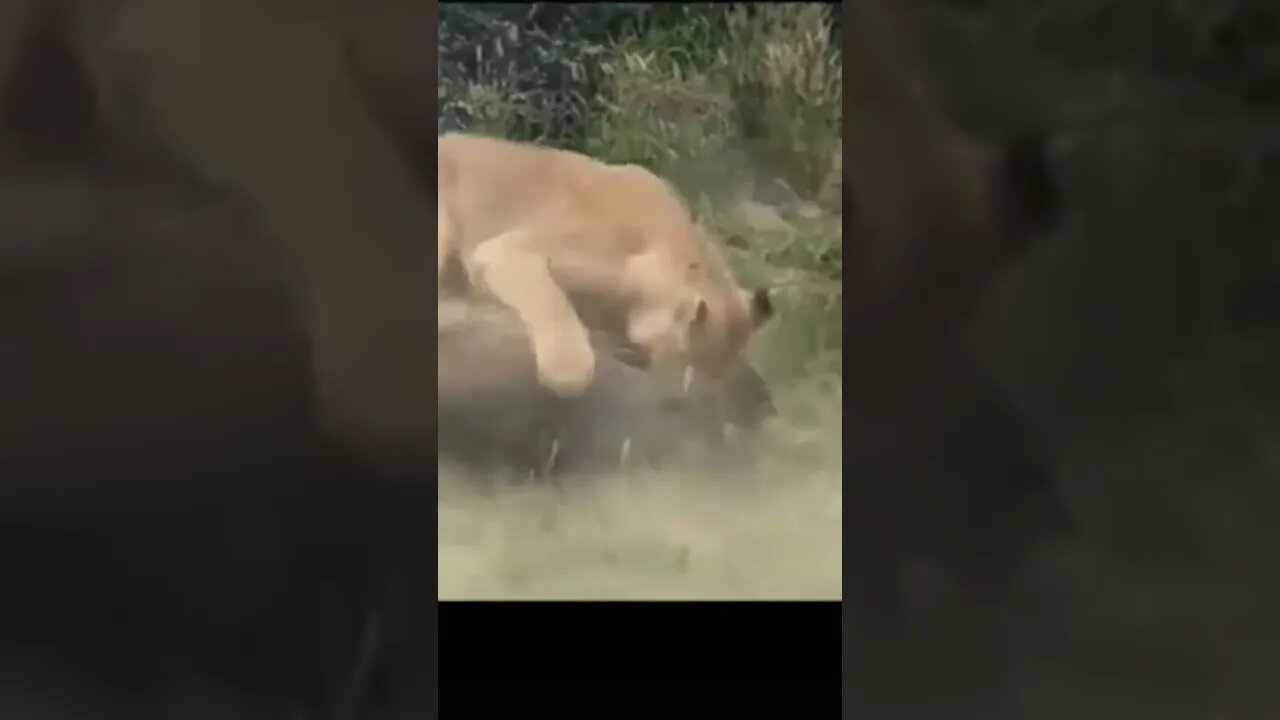 Lion Kill / lion kills warthog / Wildlife at its best