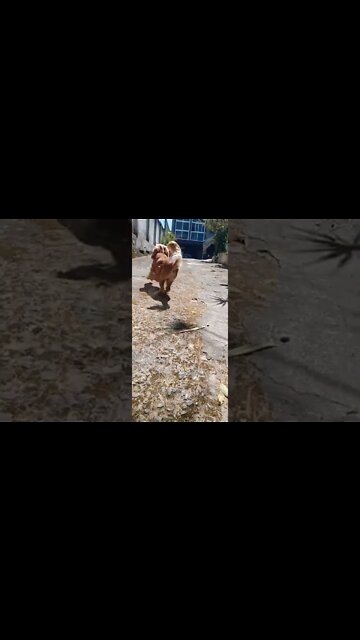 #dogshow , #amimals , #dogs , #shorts (3)