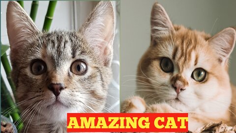 NEW 🐈AMAZING 🐈CAT 😺 VIDEO