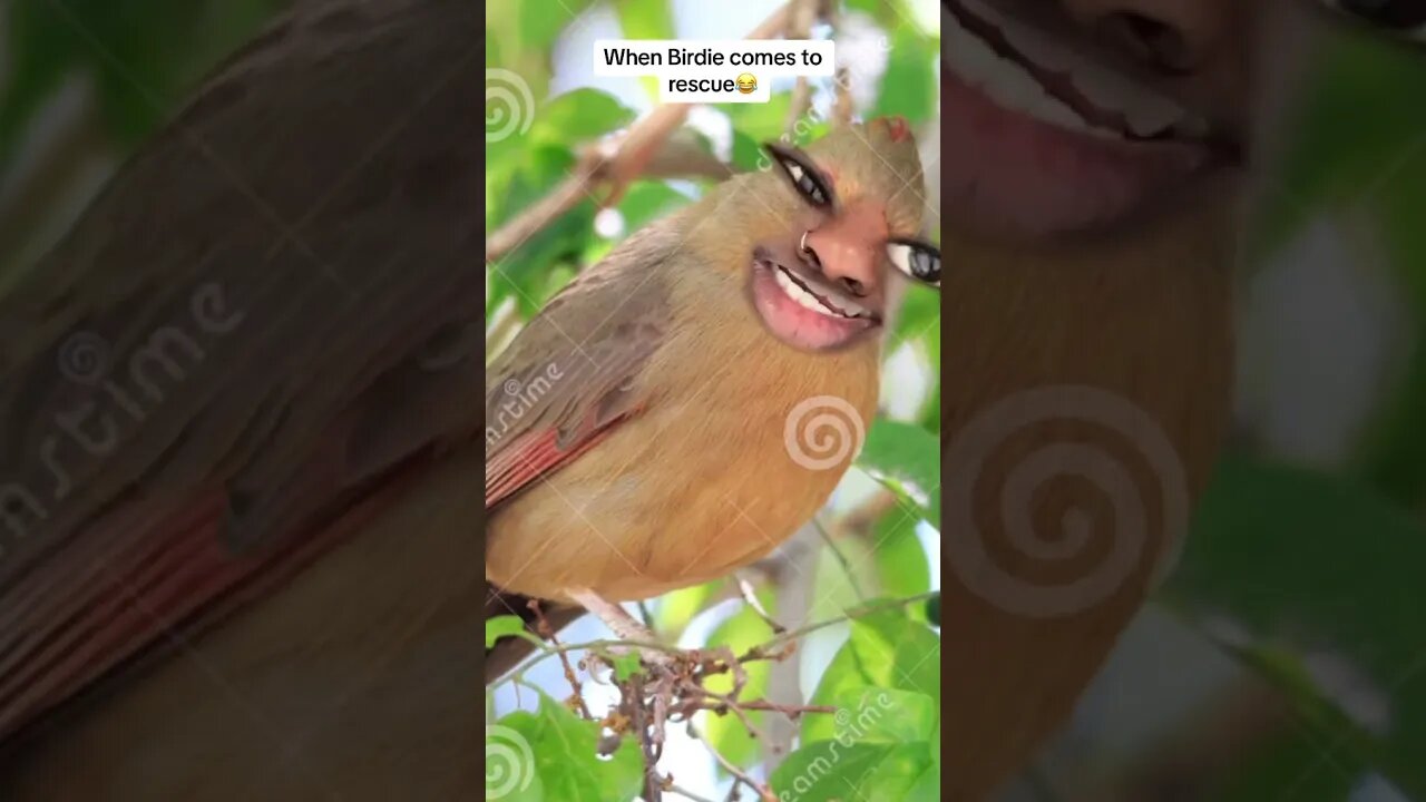 When birdie comes to rescue😂 #emanskit