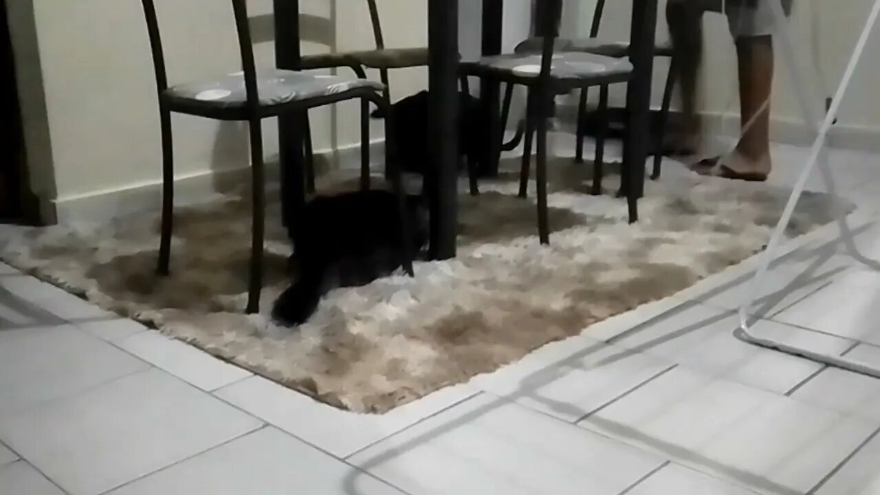 A GATA GORDA ARMA BOTE PRA CIMA DA CACHORRA
