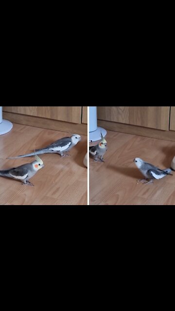 Pair of cockatiels have a case of the zoomies