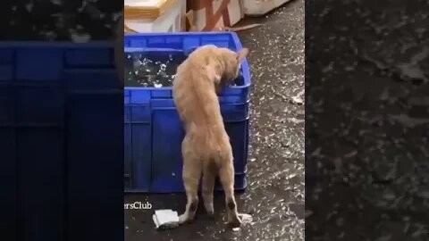 PLAYING CAT VIDEO MEAWWW