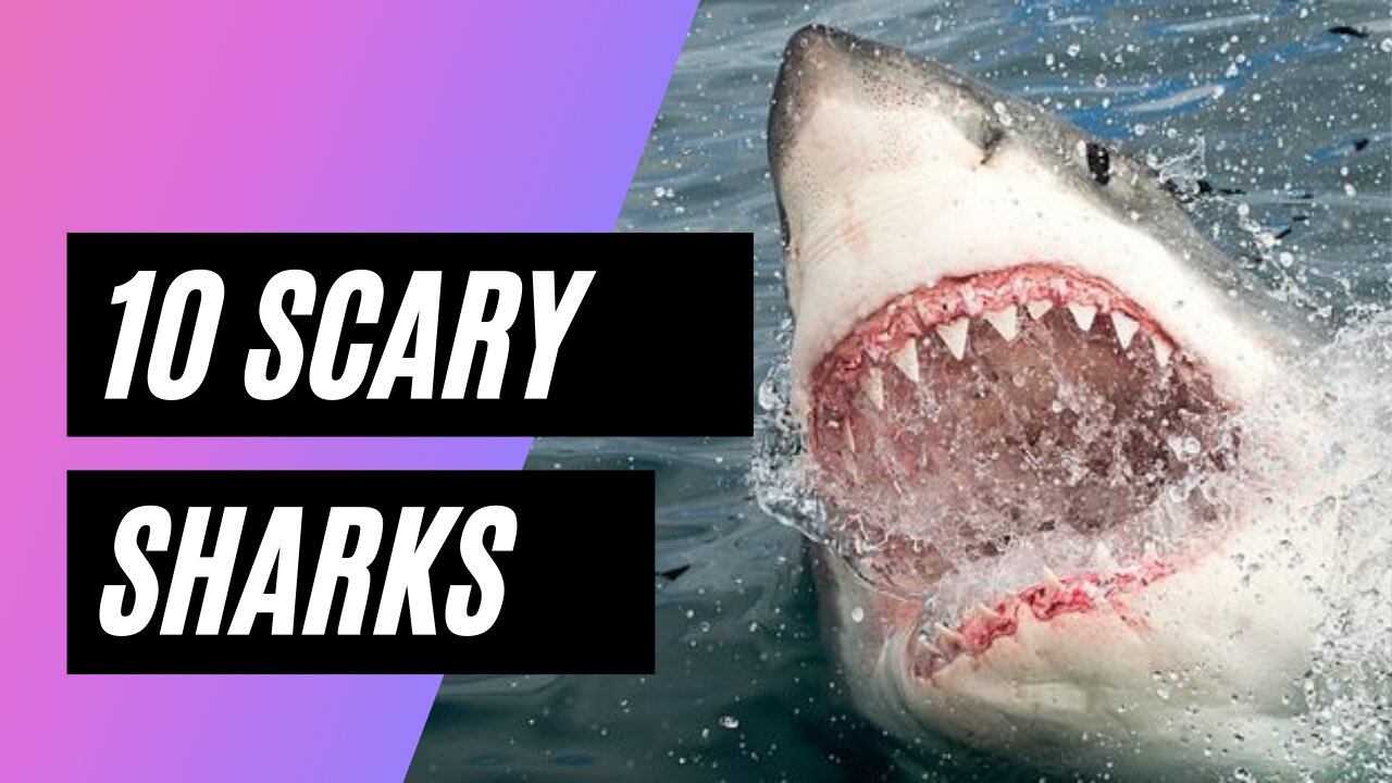 10 Scary Shark Sightings That Might Just Be Megalodon!