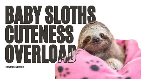 Baby Sloths Being Sloths