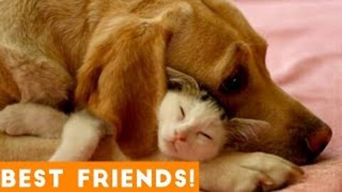 Funny Cat Videos That Will Smile You Laugh All Day Long 😂😹