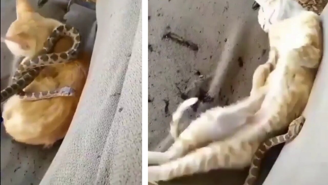 Snake on Sleeping Cat's body. Cat doing funny things