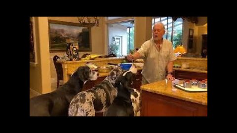 Five Great Danes line up for appetizers before dinner