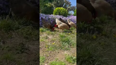 Rusty the Little Banty Rooster | Hanging with the Hens | Grub Terra Treat | #Shorts | #Chicken #Hen