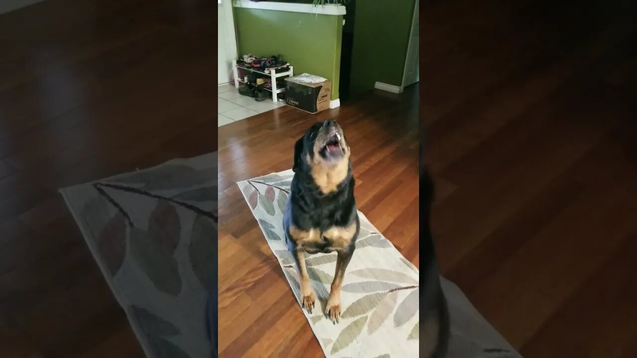 Rottweiler Walks Right In 😄😂 #rottweiler #shorts