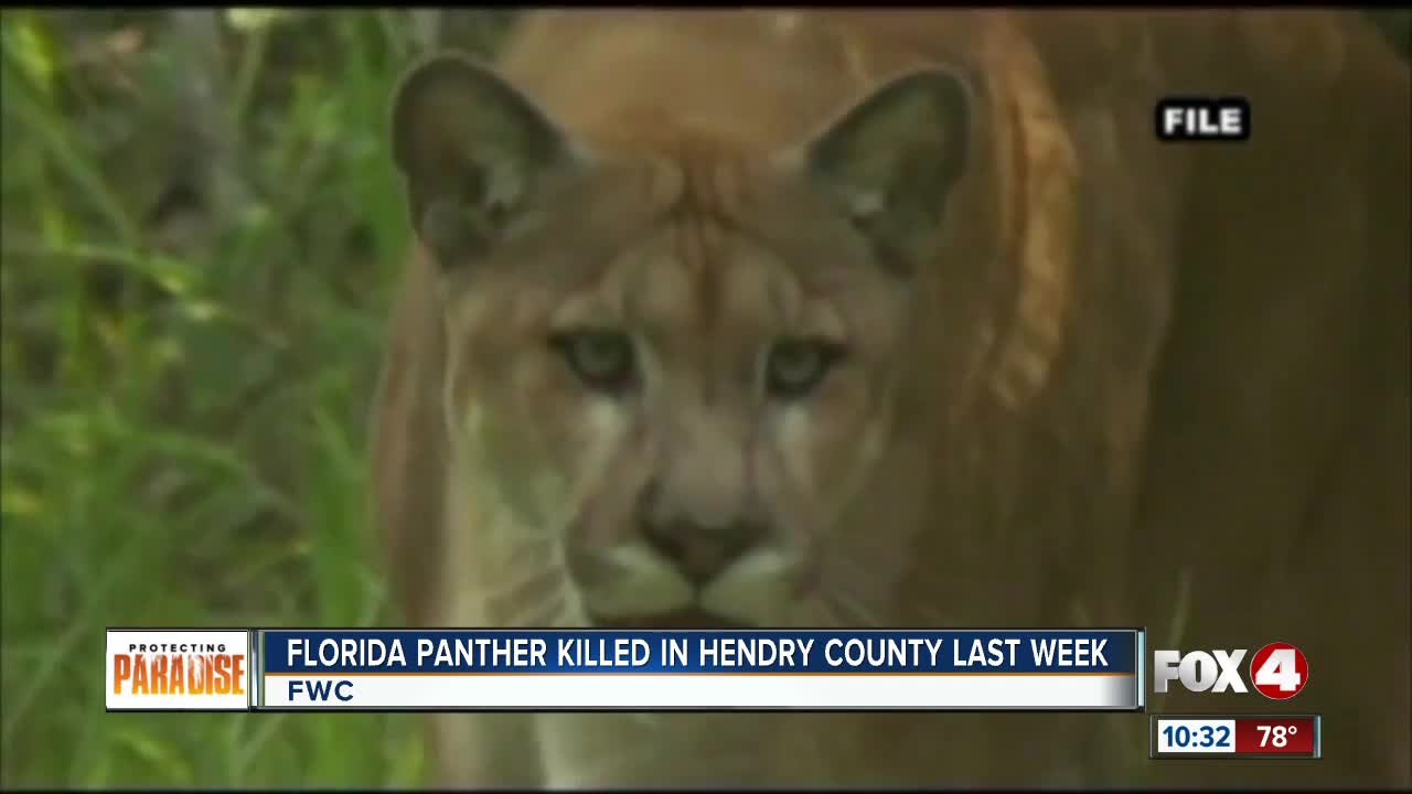 Panther found dead along road in Hendry County last week