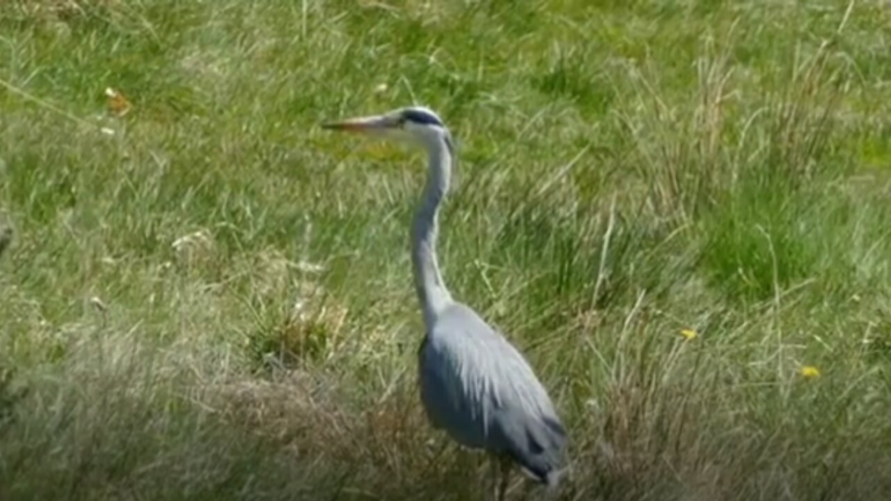 Very Beautiful Stork flying scene.