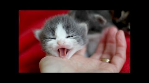 Little kittens meowing and talking - Cute cat video YOU HAVE TO WACH THESE CUTIES!