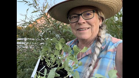 Idaho Garden Girl - 21 June 2023 - Planting Peas