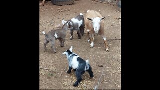 Baby Nigerian Dwarf playing