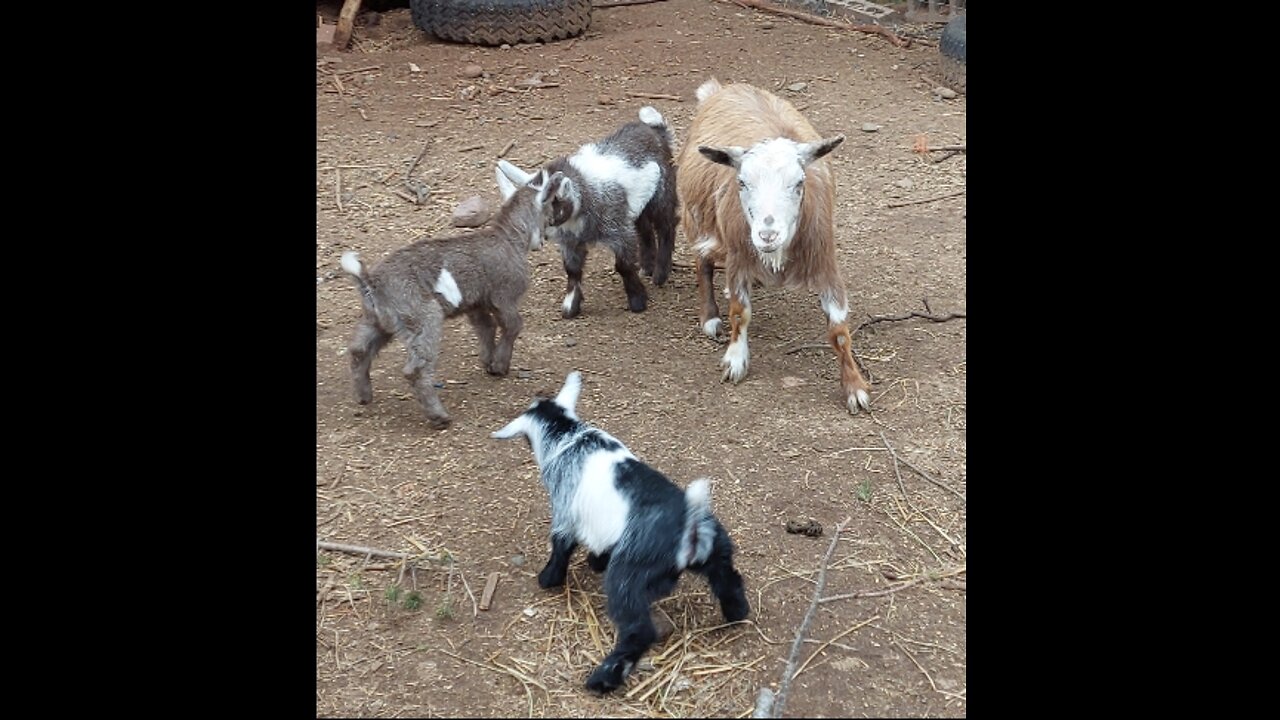 Baby Nigerian Dwarf playing