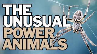 The Unusual Power Animals