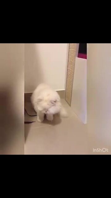 Blind Cat Is A Surprisingly Good Goalkeeper