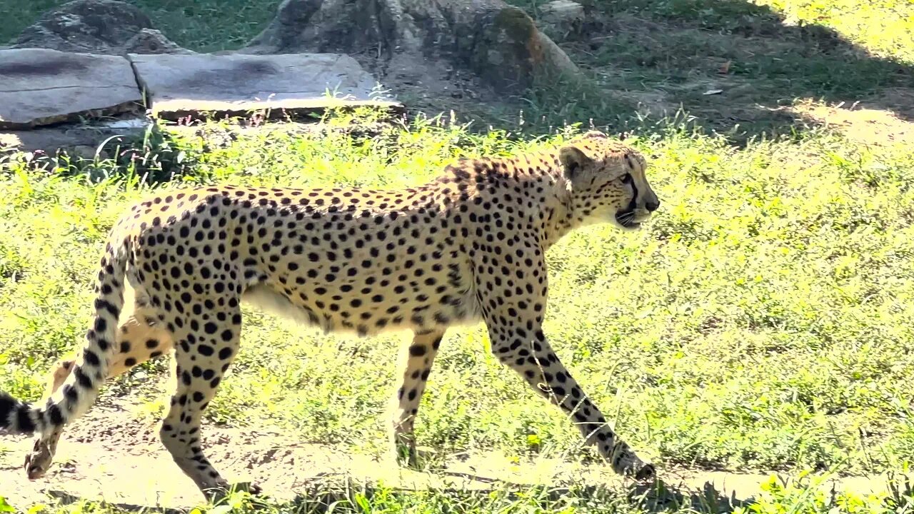 Cheetahs at Memphis Zoo || Episode -4