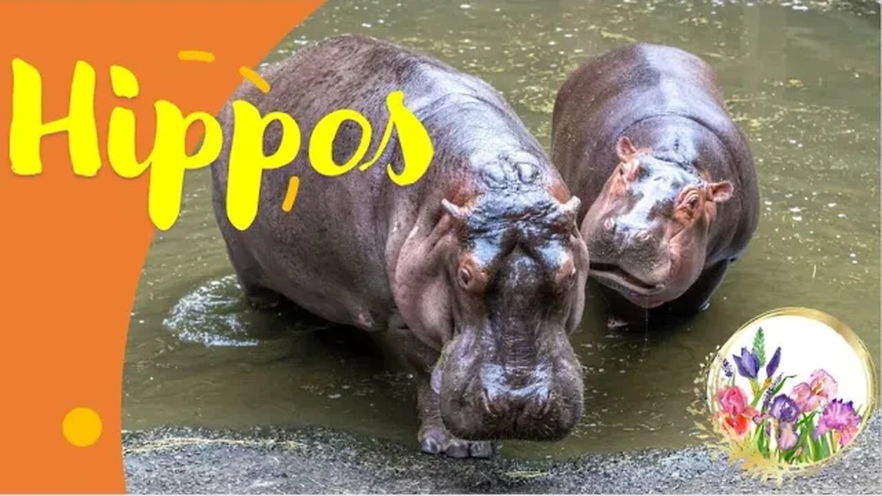Hippos THIRD LARGEST MAMMAL ON EARTH