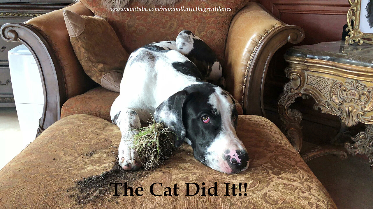 Great Dane Tries to Blame Dirty Mess on the Cat