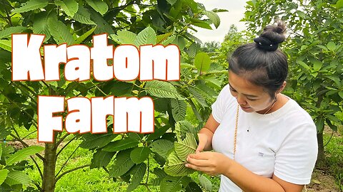 Visiting a Kratom Farm in Southern Thailand