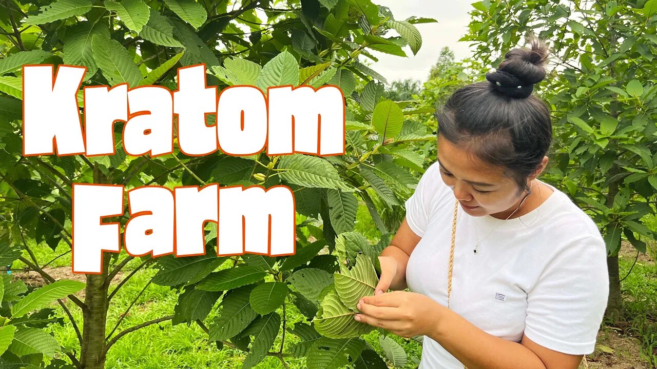 Visiting a Kratom Farm in Southern Thailand