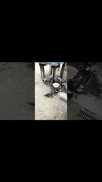 A couple of Muscovy cross ducks and a Muscovy with angel wing