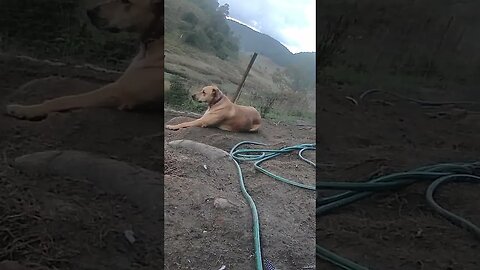 Farm surveillance. Dog watching birds