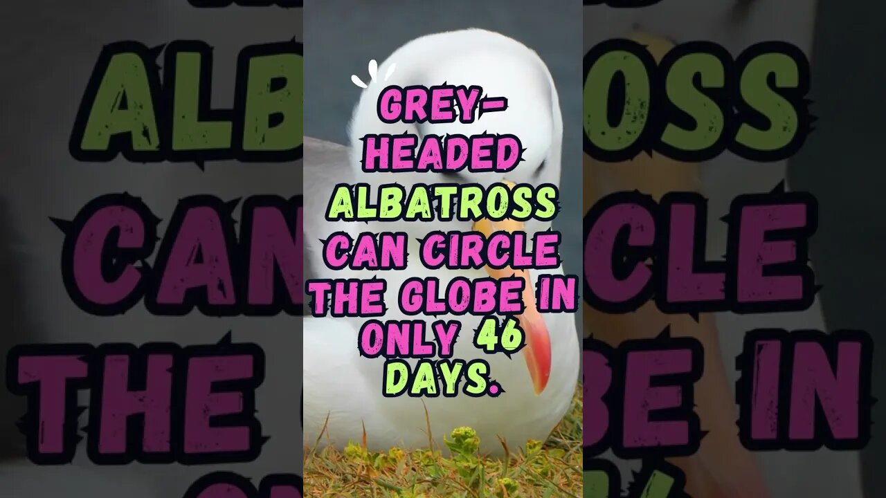 🐦Discover Fascinating Animal Facts👀 #shorts #shortsfact #animalfacts #albatross