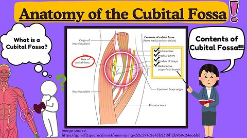 Cubital Fossa Anatomy Explained Easy | Cubital Fossa of elbow | Upper Limb Anatomy by Novice Medic