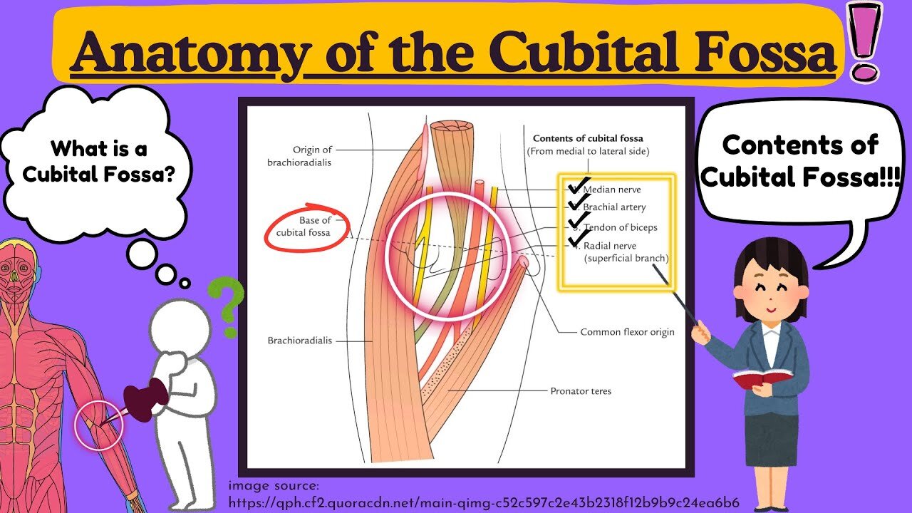 Cubital Fossa Anatomy Explained Easy | Cubital Fossa of elbow | Upper Limb Anatomy by Novice Medic