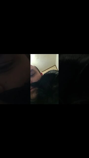 cozy Kitty #shortsfeed #kittycat #shortsvideo #catvideos #youtubeshorts #catshorts