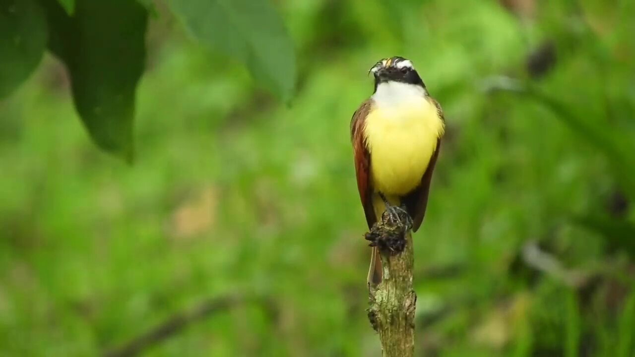 the most beautiful birds in bright colors with soothing music part I