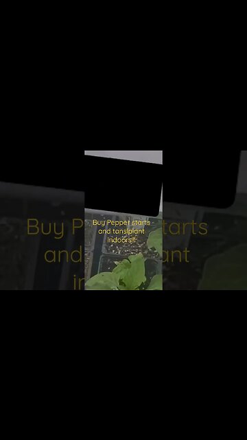 Buy peppers plant starts and transplant inside #shortsvideo #garden #preparation