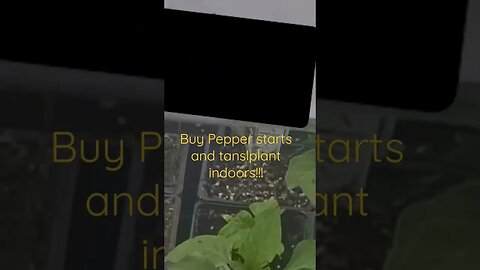 Buy peppers plant starts and transplant inside #shortsvideo #garden #preparation
