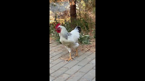 Han fight with dog, Birds fight, dog funny videos, Birds videos