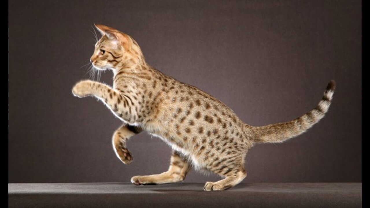 Ocicat Cats 101 : Fun Facts & Myths