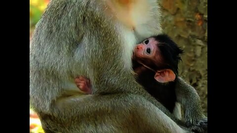 Amazing, Mom Nanda takes care of her son very gentle