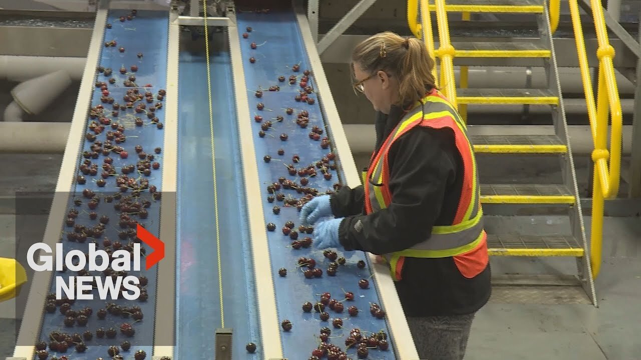 Financial support for farmers announced as BC tree fruit co-op files for creditor protection