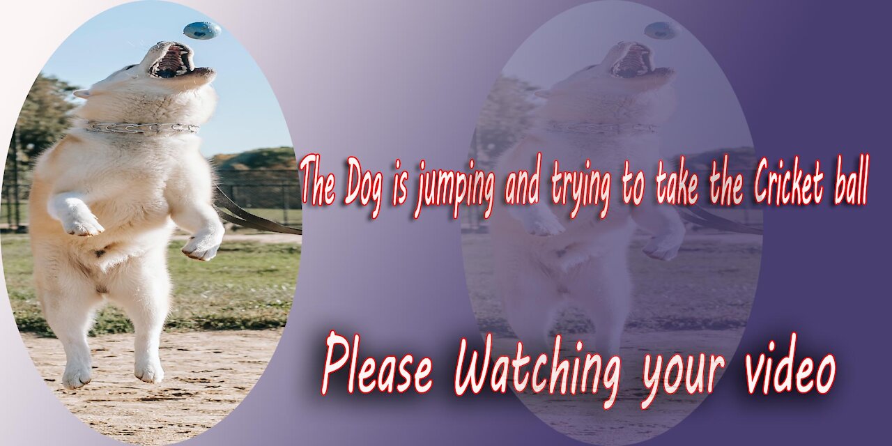the dog is jumping and trying to take the cricket ball