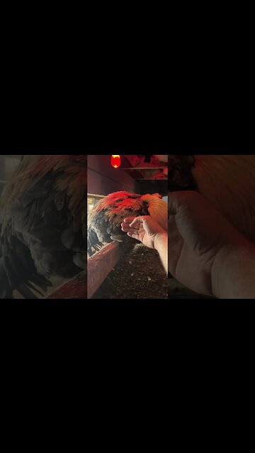 Liege Fighters are HUGE!… yours aren’t this big!