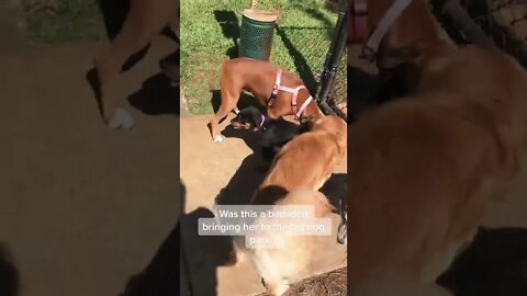 Puppy Rottweiler At The Big Dog Park 🐶 #Shorts #rottweiler #dogs