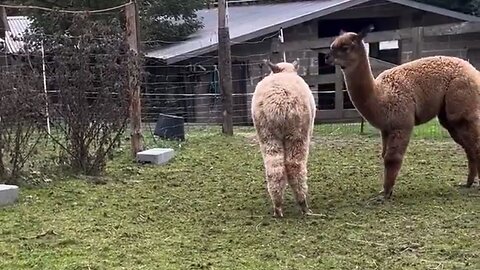 Alpaca Problems