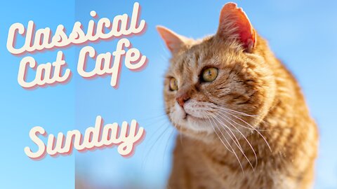 Classical music with cats at CLASSICAL CAT CAFE SUNDAY