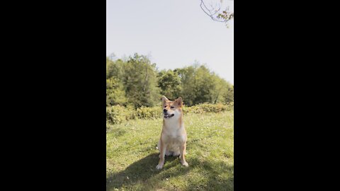 Train your dog how to poo in a specific spot
